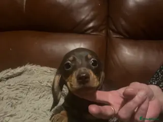 Miniature Dachshund dogs miniature dachshunds - Advert 1