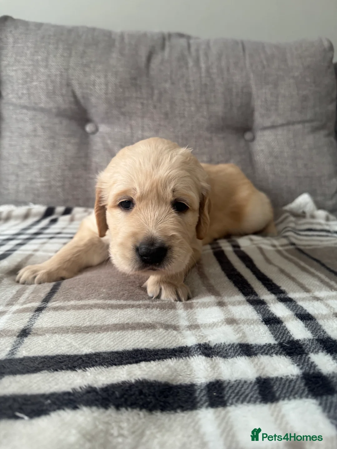 Golden Retriever dogs for sale: Beautiful KC registered Golden Retriever puppies - Advert 13