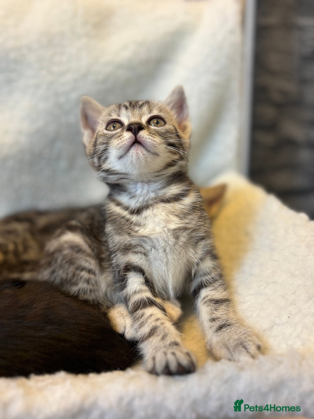 Scottish Fold cats for sale: Adorable Scottish Straight Kittens 💞 - Image 9