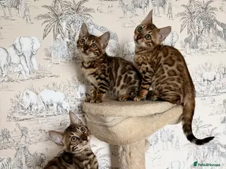 Bengal cats 🐆Adorable pedigree bengal kittens🐆 - Advert 8