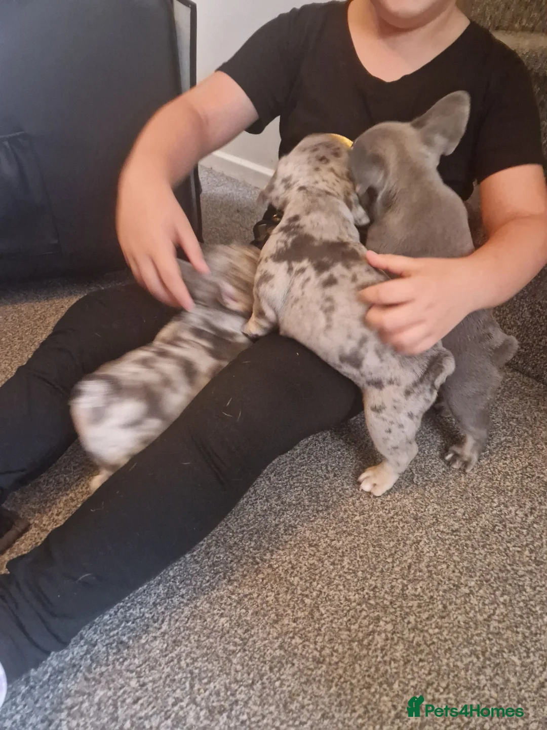 French Bulldog dogs for sale: French bulldog puppies looking for home in Tipton - Advert 2