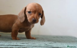 Miniature Dachshund dogs for sale: Mini smooth dachshunds  - Image 5