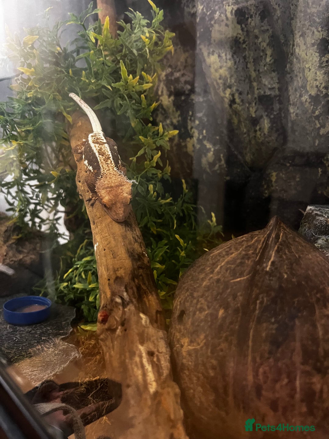 Gecko reptiles for sale: Breeding pair of crested geckos, enclosure & eggs - Advert 5