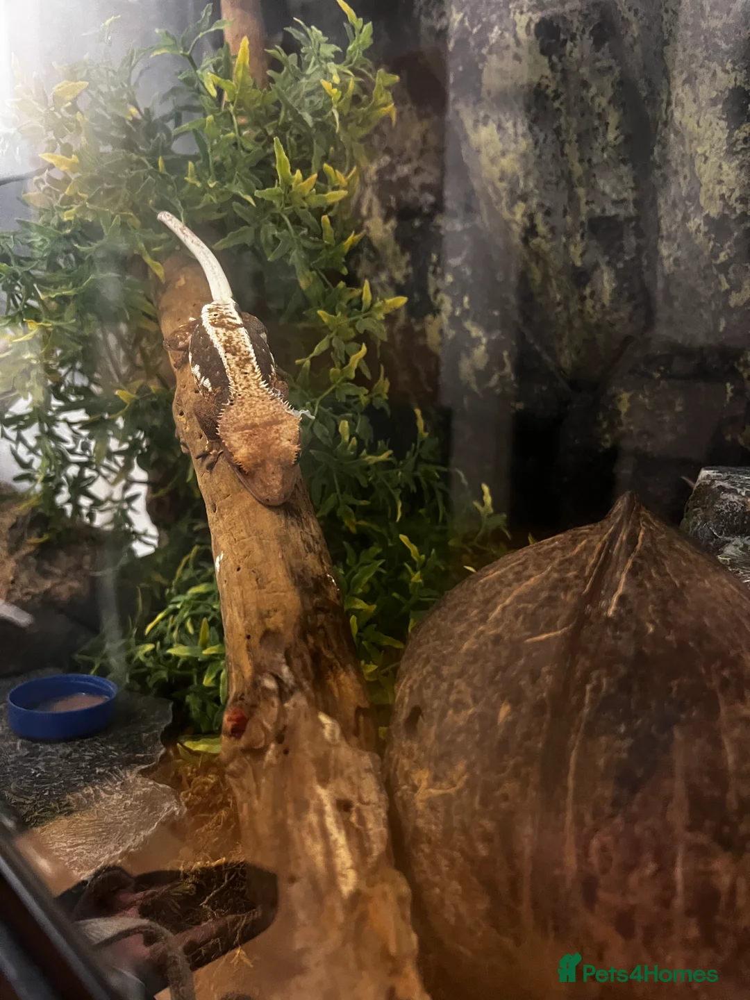 Gecko reptiles for sale: Breeding pair of crested geckos, enclosure & eggs - Advert 5