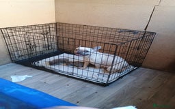 French Bulldog dogs for sale: French bulldog Izabella  - Image 12