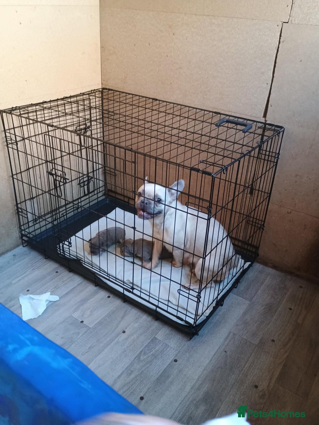 French Bulldog dogs for sale: French bulldog Izabella  - Image 12