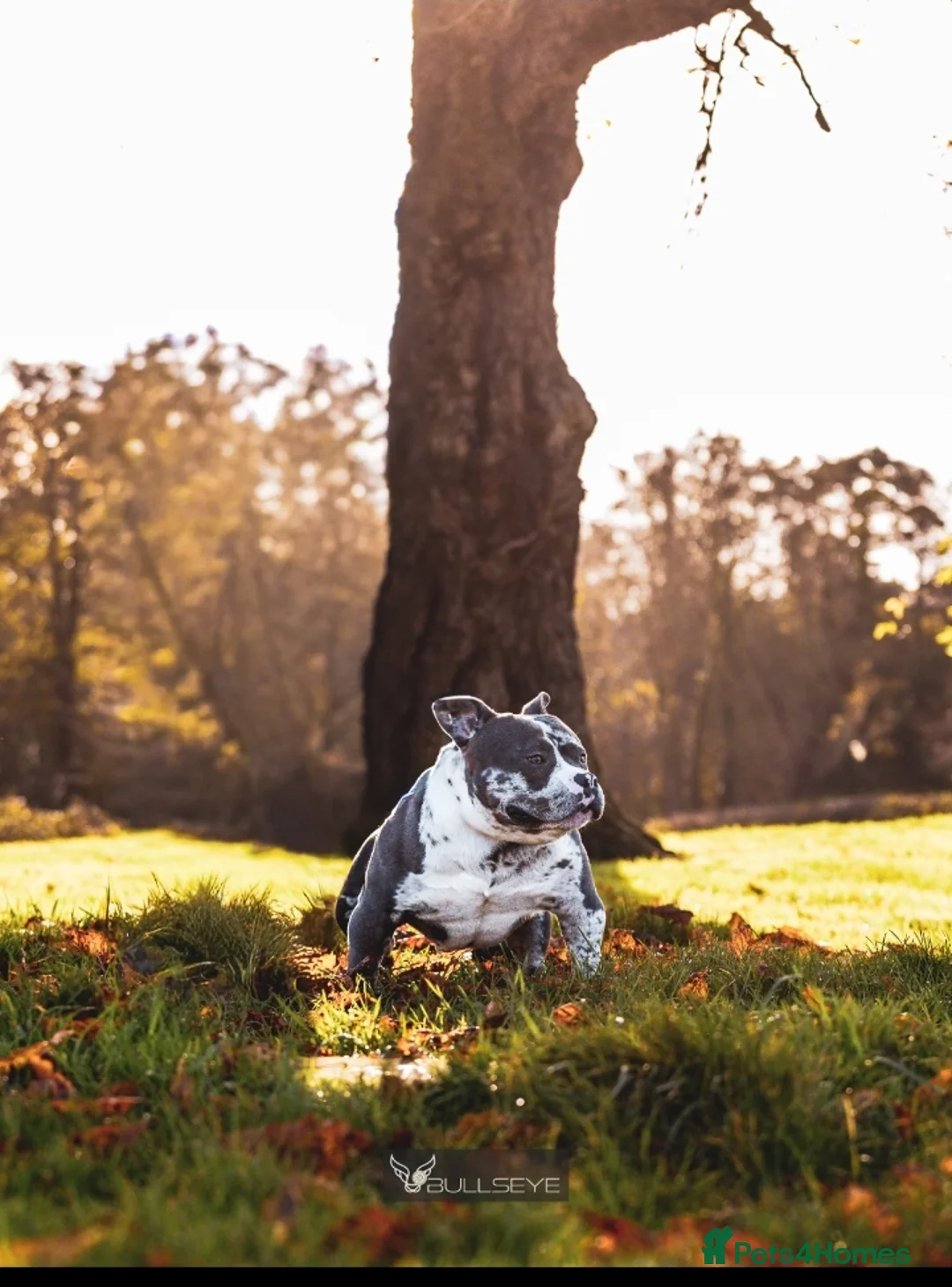 American Bully dogs for stud: ABKC POCKET BULLY STUD - Advert 13