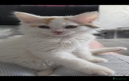 Mixed Breed cats for sale: 3 beautiful female kittens  - Advert 4