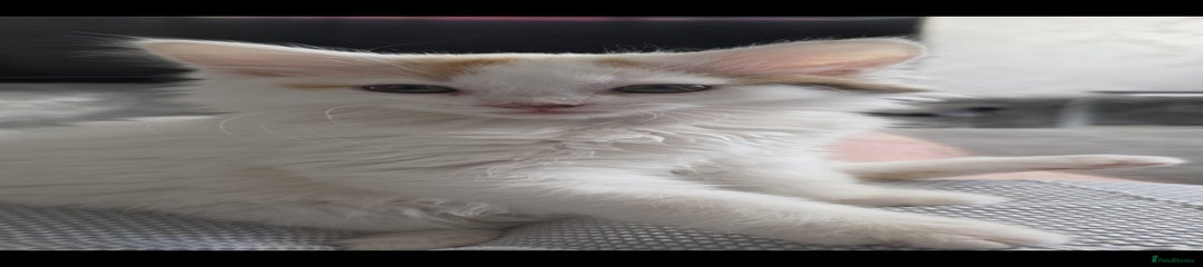 Mixed Breed Kitten 3