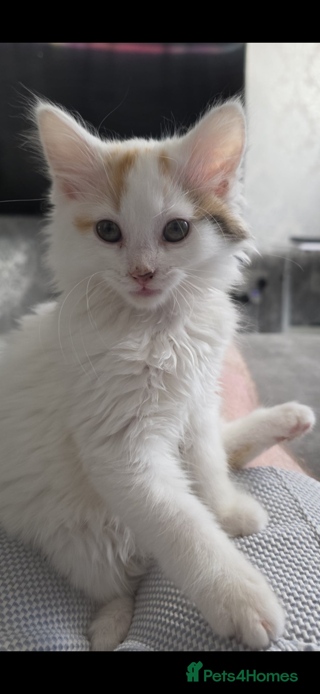 Mixed Breed cats for sale: 3 beautiful female kittens  - Advert 4