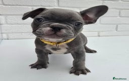 French Bulldog dogs for sale: Gorgeous Blue French Bulldog Girl - Image 17