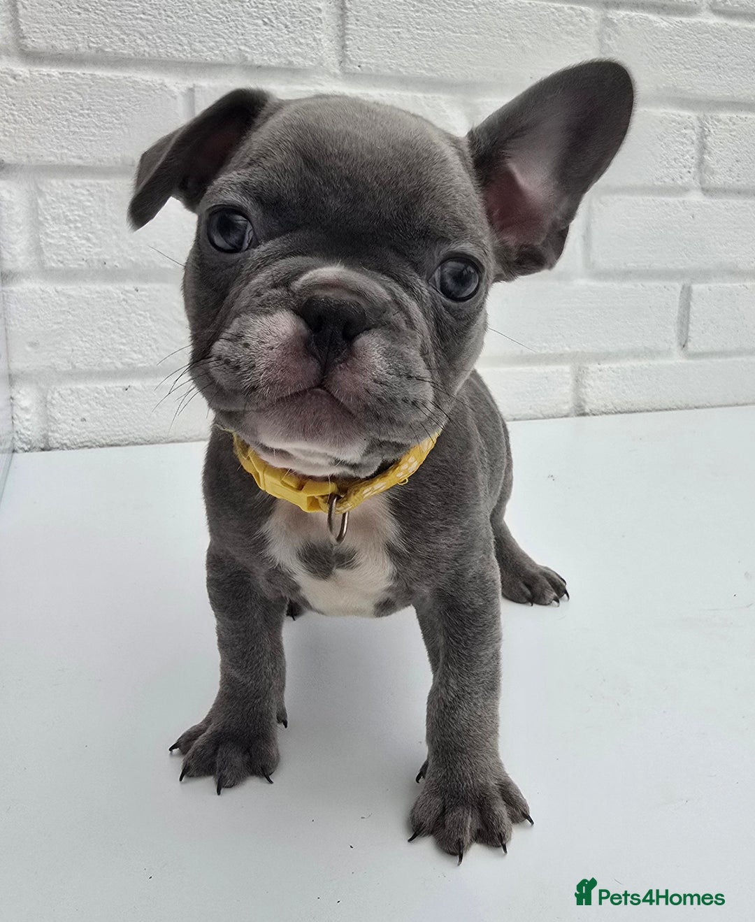 French Bulldog dogs for sale: Gorgeous Blue French Bulldog Girl - Image 17