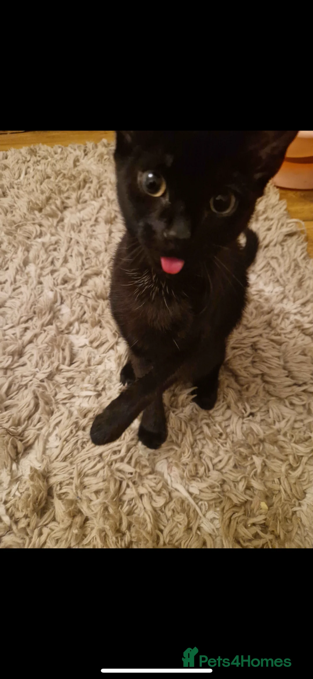 British Shorthair cats for sale: Male black kitten in Bridgwater - Advert 2