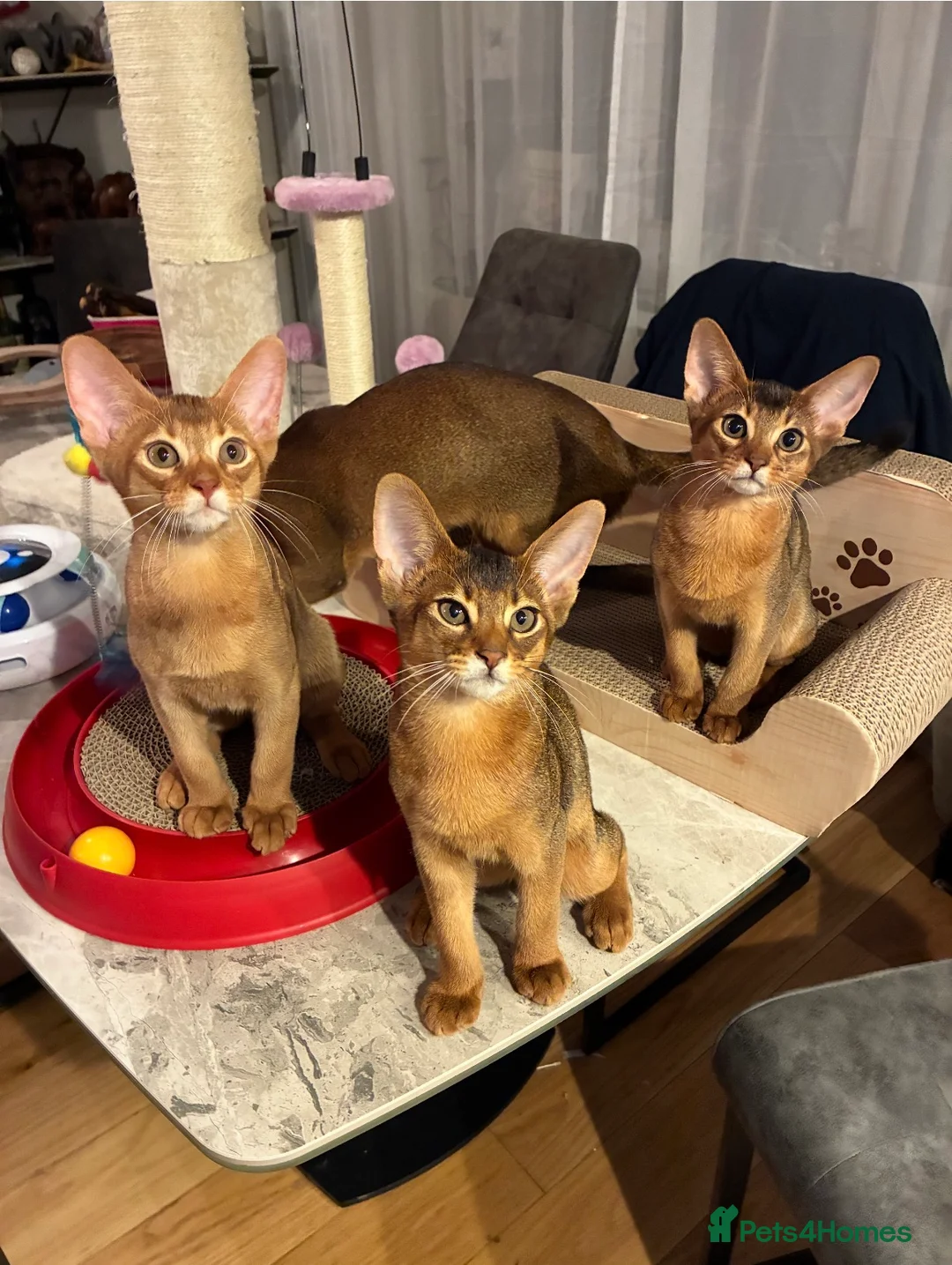 Abyssinian cats for sale: Abyssinian kittens looking for a new forever home - Advert 1