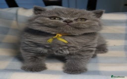 British Shorthair cats for sale: Beautiful, friendly GCCF registered Blue BSH  - Image 5