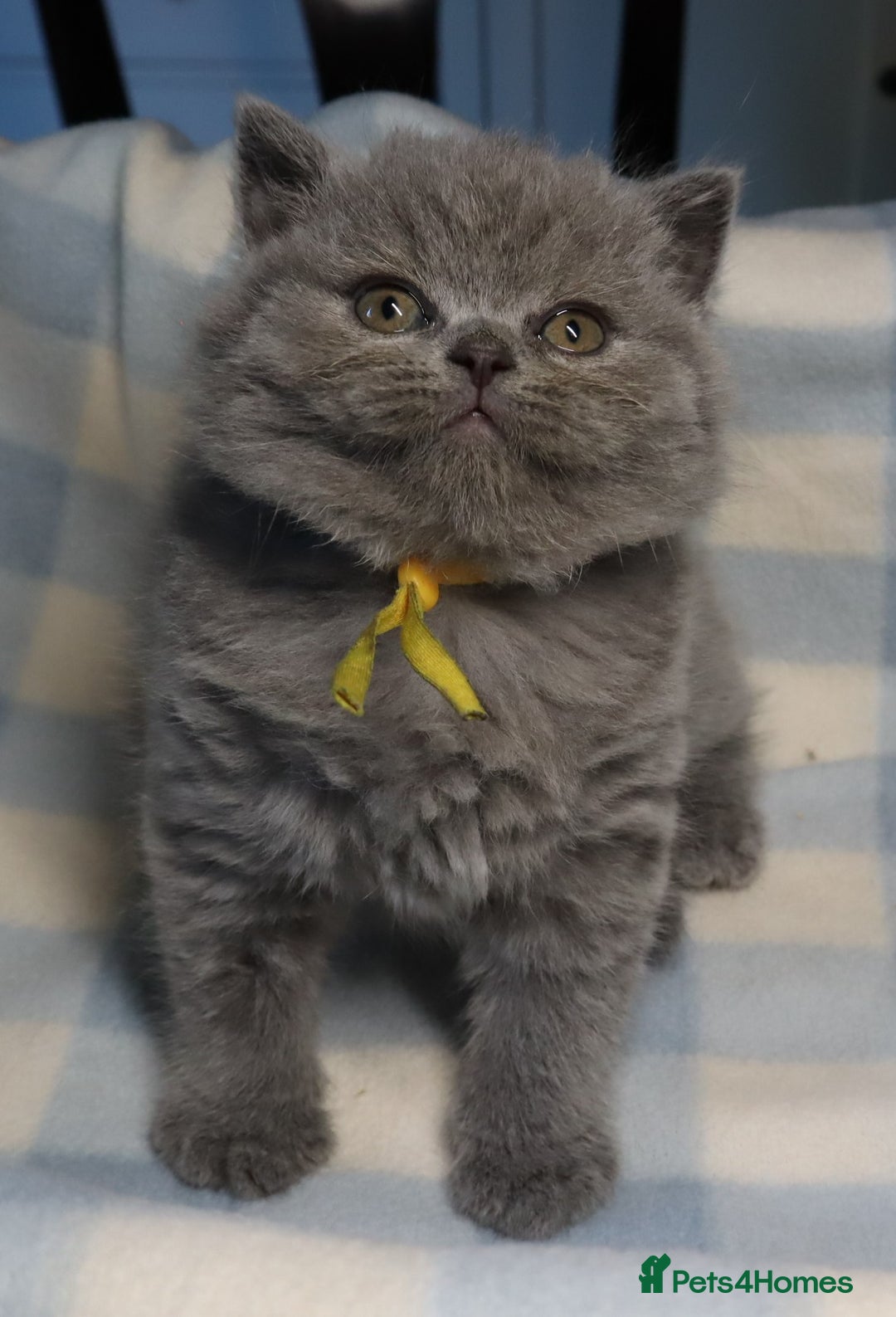 British Shorthair cats for sale: Beautiful, friendly GCCF registered Blue BSH  - Image 5