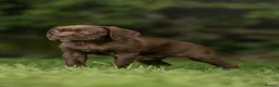Cane Corso dogs for sale: 5 Towns Italian cane corso spring litter  - Advert 6