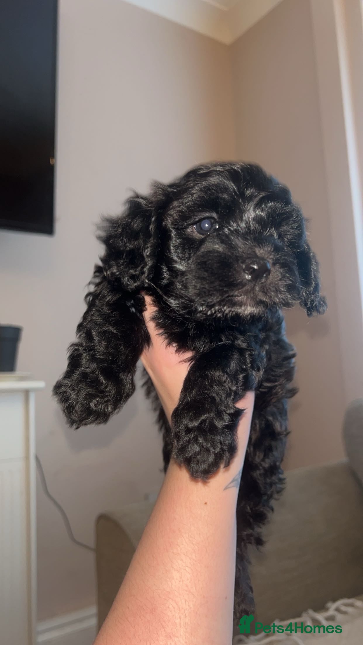 Maltipoo dogs Stunning Maltipoos 😍😍 - Advert 6