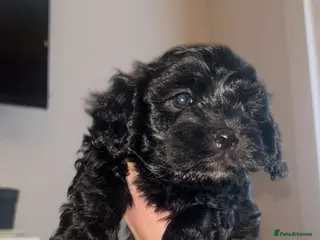 Maltipoo dogs Stunning Maltipoos 😍😍 - Advert 6