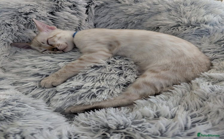 Bengal cats - Advert 1