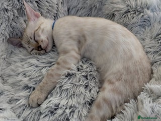 Bengal cats - Advert 8