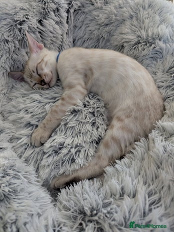 Bengal cats - Advert 1