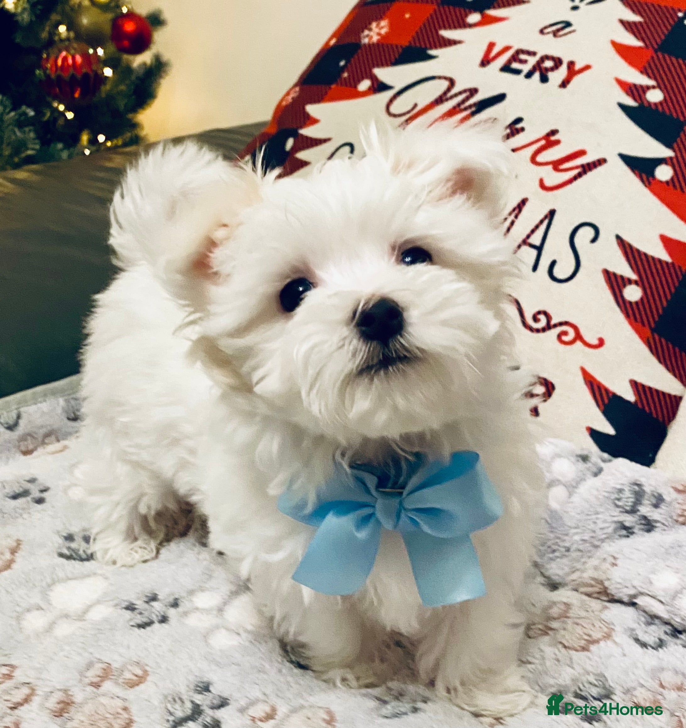 Maltese dogs ✨ Outstanding KC half-Korean Maltese Puppies ✨ - Advert 4