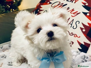 Maltese dogs ✨ Outstanding KC half-Korean Maltese Puppies ✨ - Advert 4