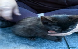 Domestic Shorthair cats for sale: ONLY ONE LEFT 4 gorgeous kittens ready to go - Image 4