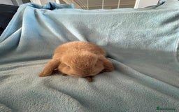 Mini Lop rabbits for sale: Pure Breed Mini Lop baby bunnies ready 1st Aug - Image 7