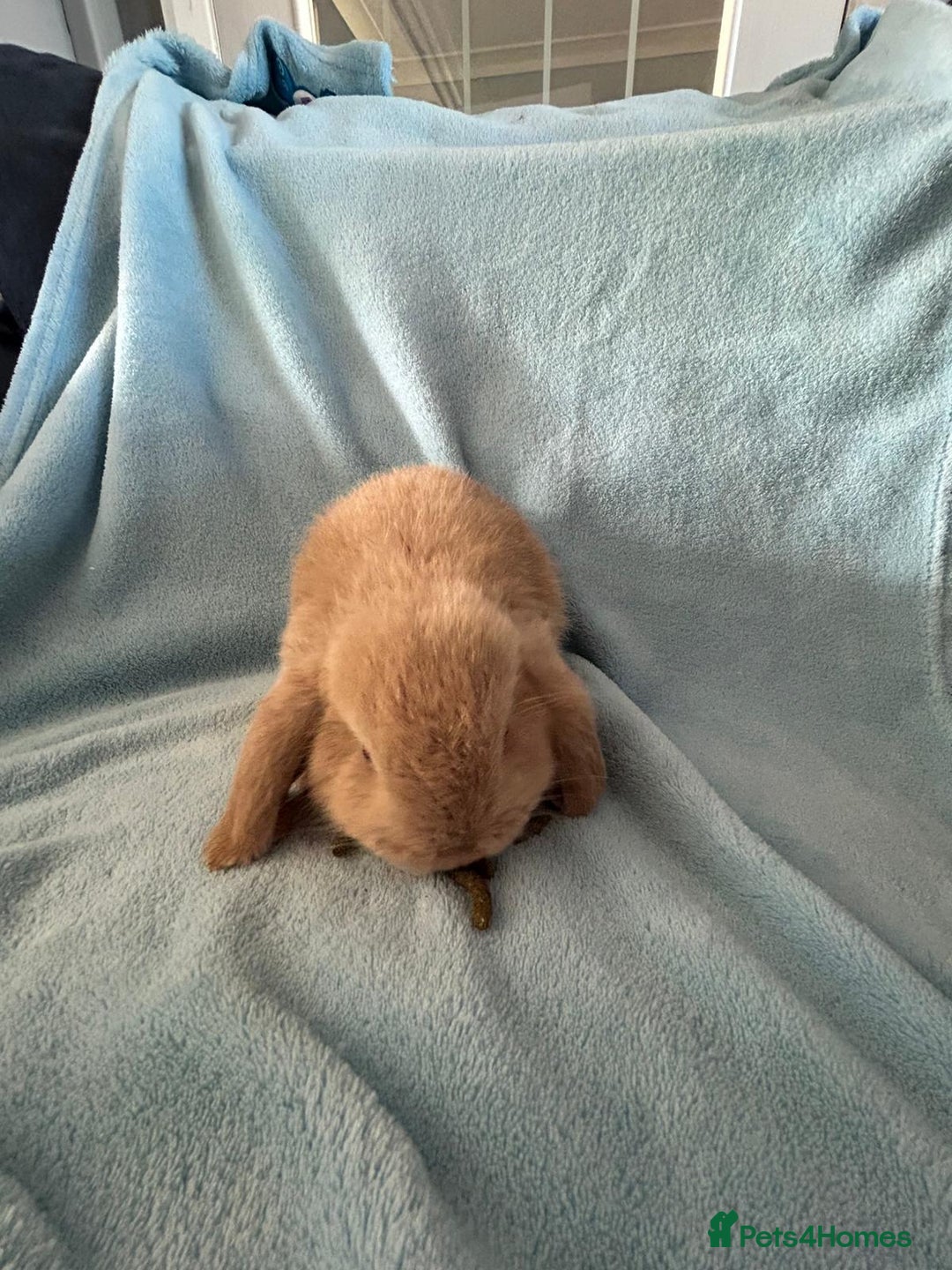 Mini Lop rabbits for sale: Pure Breed Mini Lop baby bunnies ready 1st Aug - Image 7