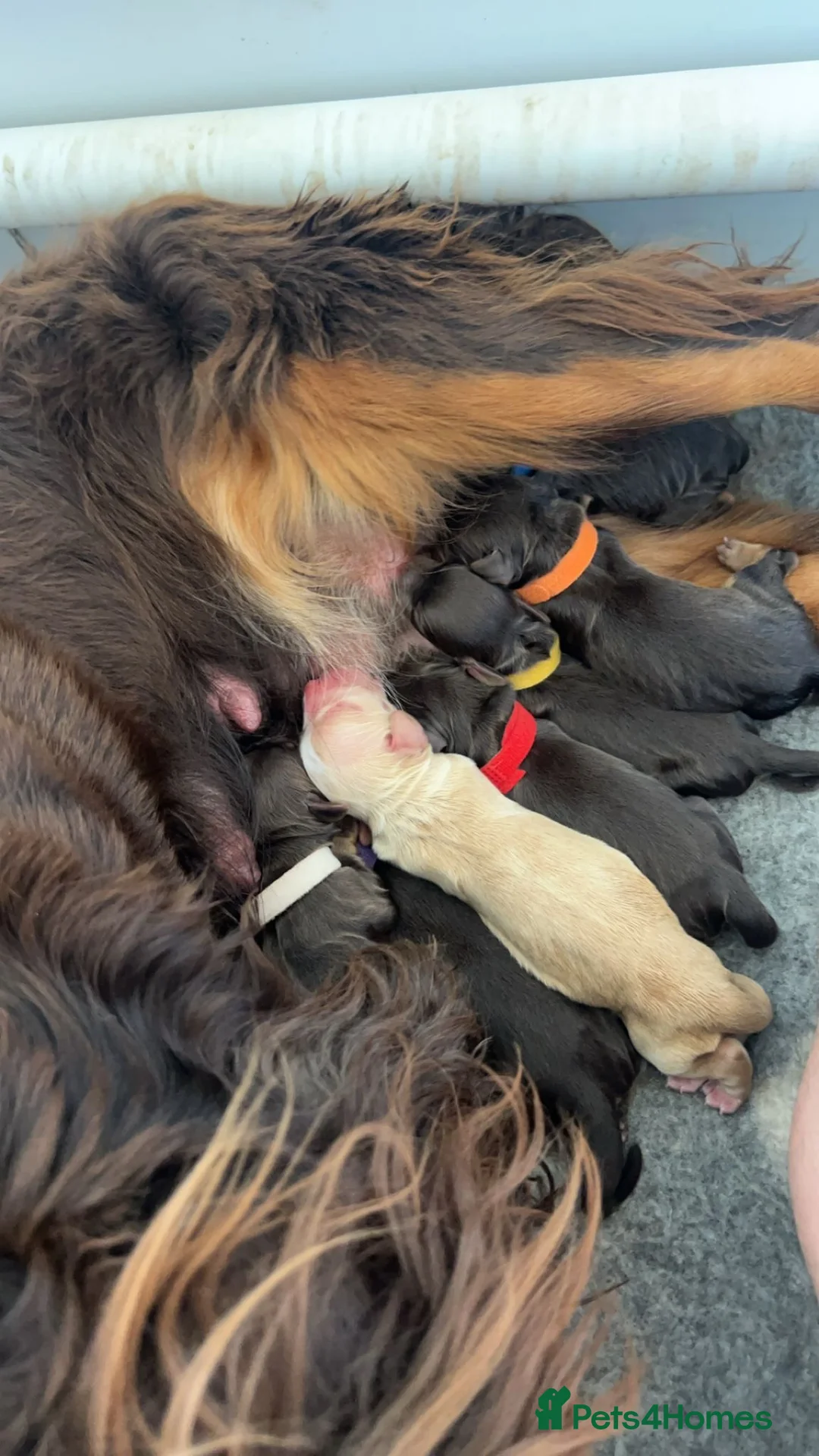 Cocker Spaniel dogs for stud: Stunning Chocolate & Tan Cocker Proven Stud in Burton-on-Trent - Advert 28