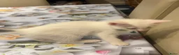 Turkish Angora cats for sale: Mix Turkish Angora kitten - Advert 12