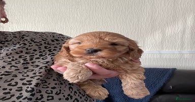 Cockapoo dogs - Advert 15