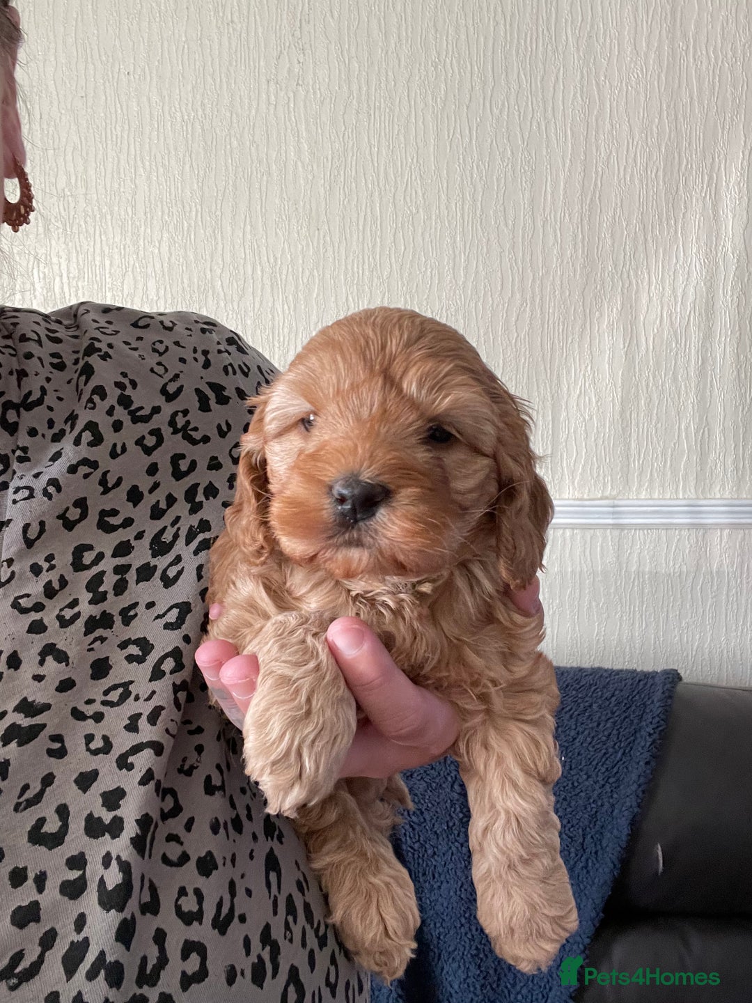 Cockapoo dogs for sale: F1 toy cockerpoo - Image 3
