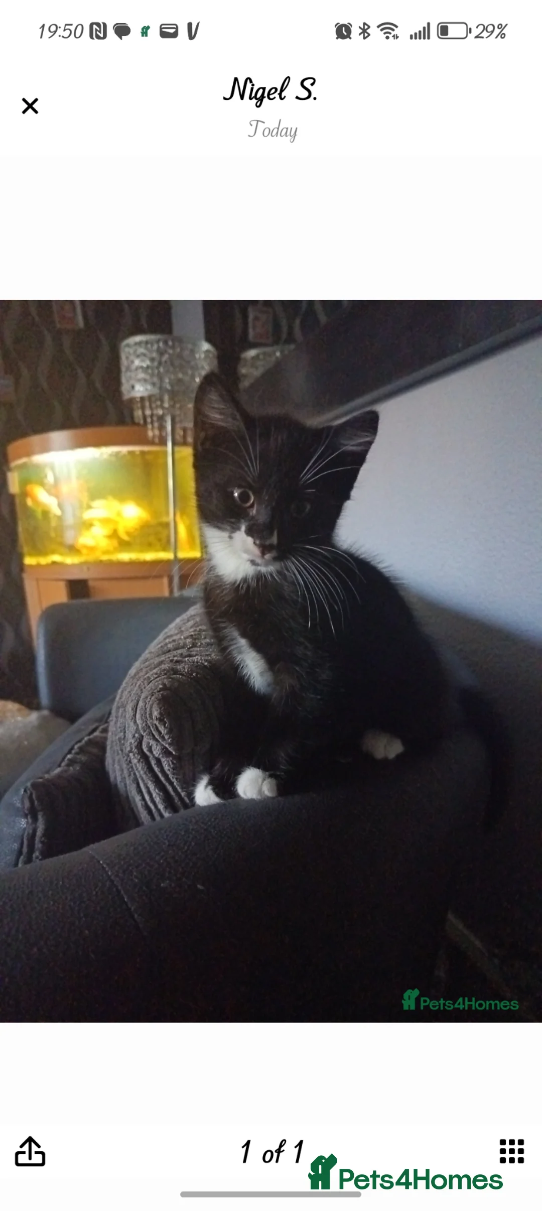 Mixed Breed cats for sale: Tuxedo Kitten - Advert 2