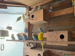 Budgerigars birds Colourful Budgies for Sale. - Advert 20