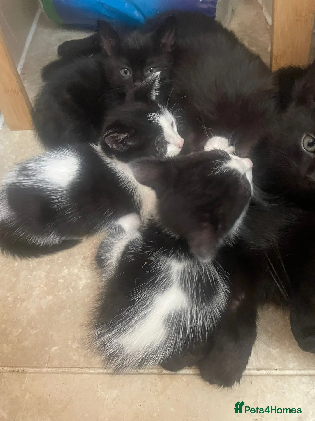 Mixed Breed cats for sale: Fluffy kittens - Advert 2