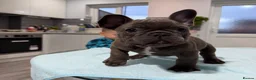 French Bulldog dogs for sale: French Bulldog puppies one girl and one boy - Advert 12