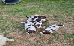 English Springer Spaniel dogs for sale: Spring spaniels - Image 8