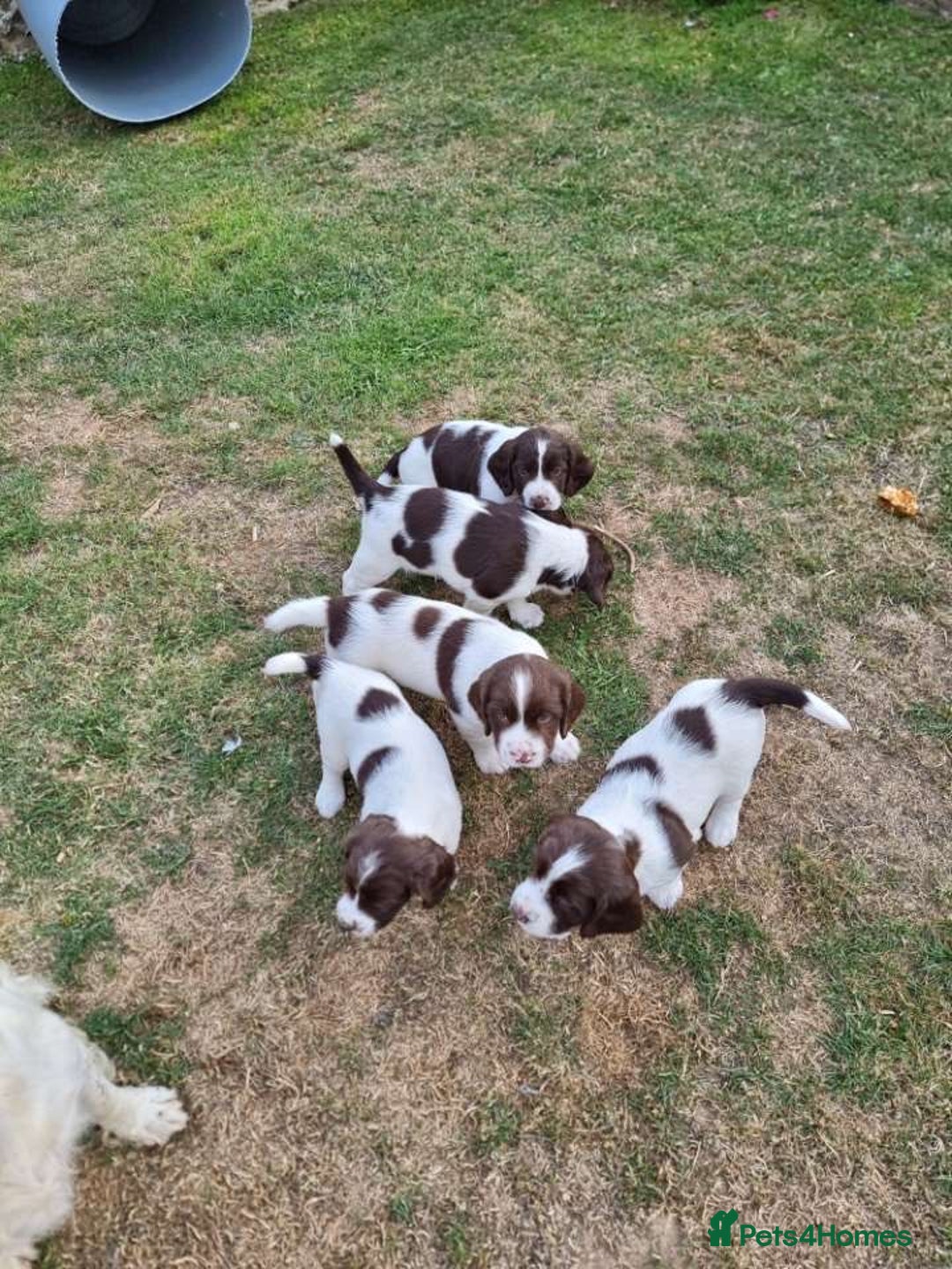 English Springer Spaniel dogs for sale: Spring spaniels - Image 8