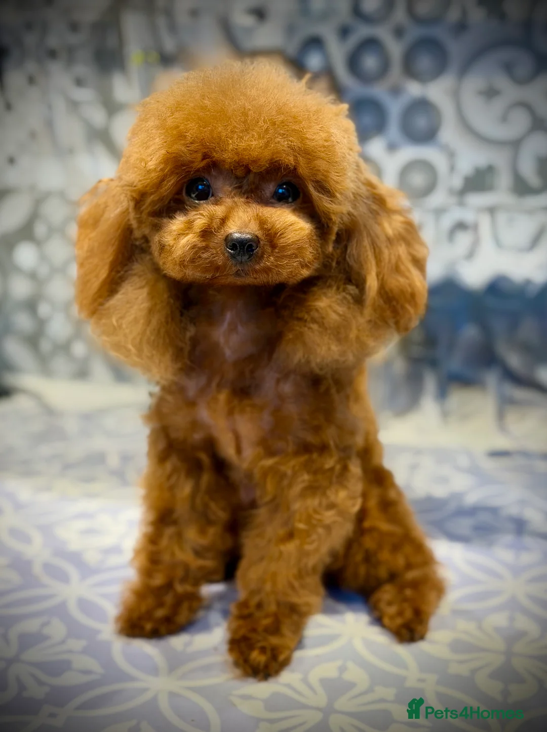Toy Poodle dogs for stud: 🍒 Imported Tiny Red Asian Toy Poodle for Stud 🍒 - Advert 5