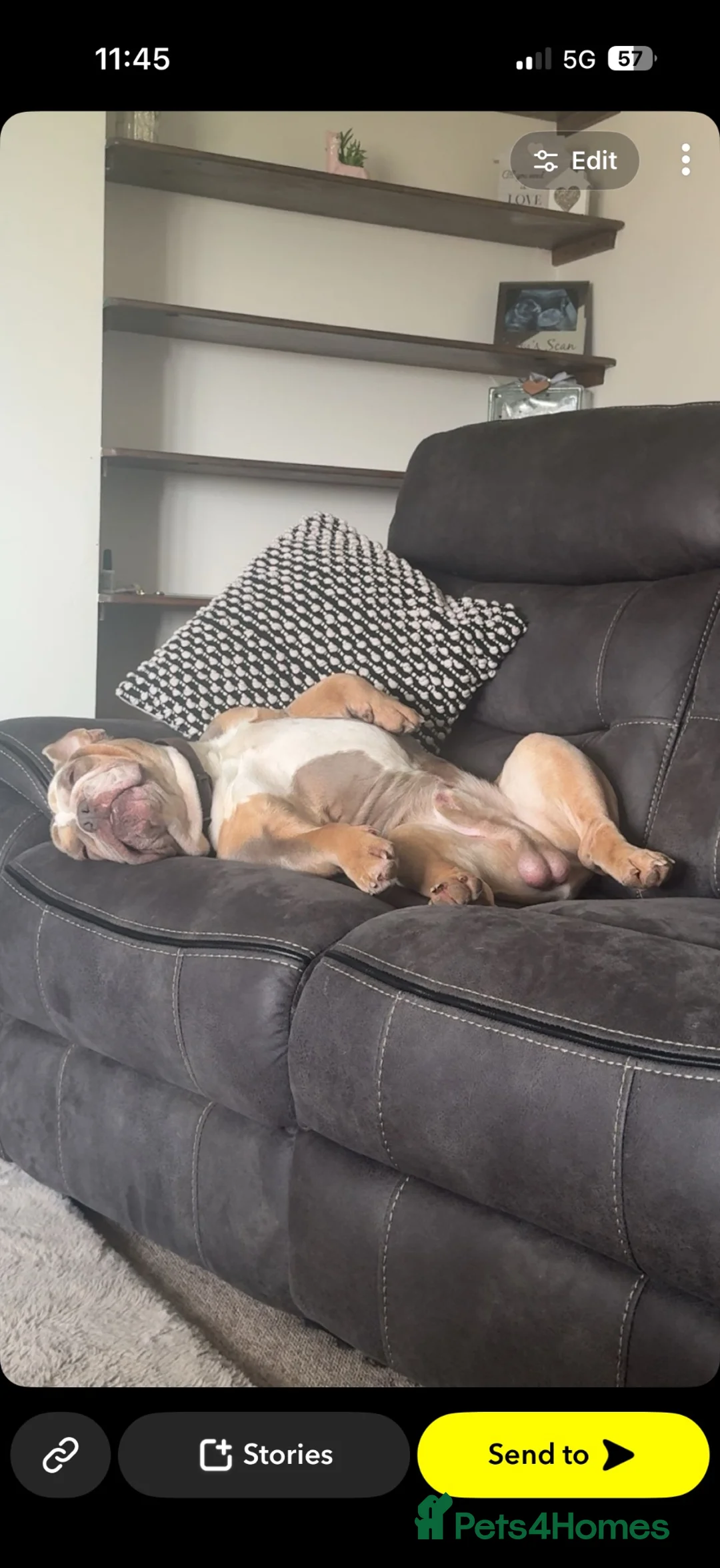 English Bulldog dogs for stud: PRINCE HARRY ENGLISH BULLDOG STUD in Market Drayton - Advert 4