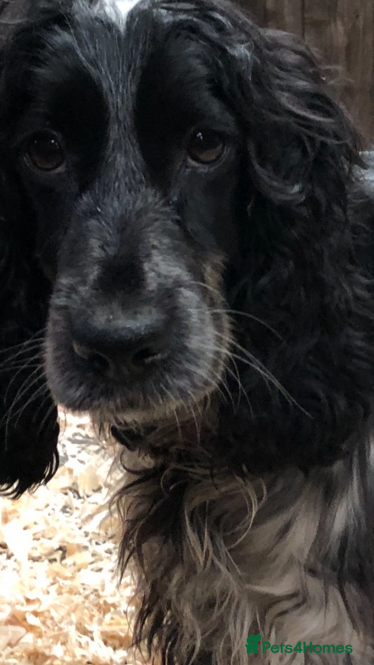 Cocker Spaniel dogs Stunning cocker spaniel girl - Advert 1