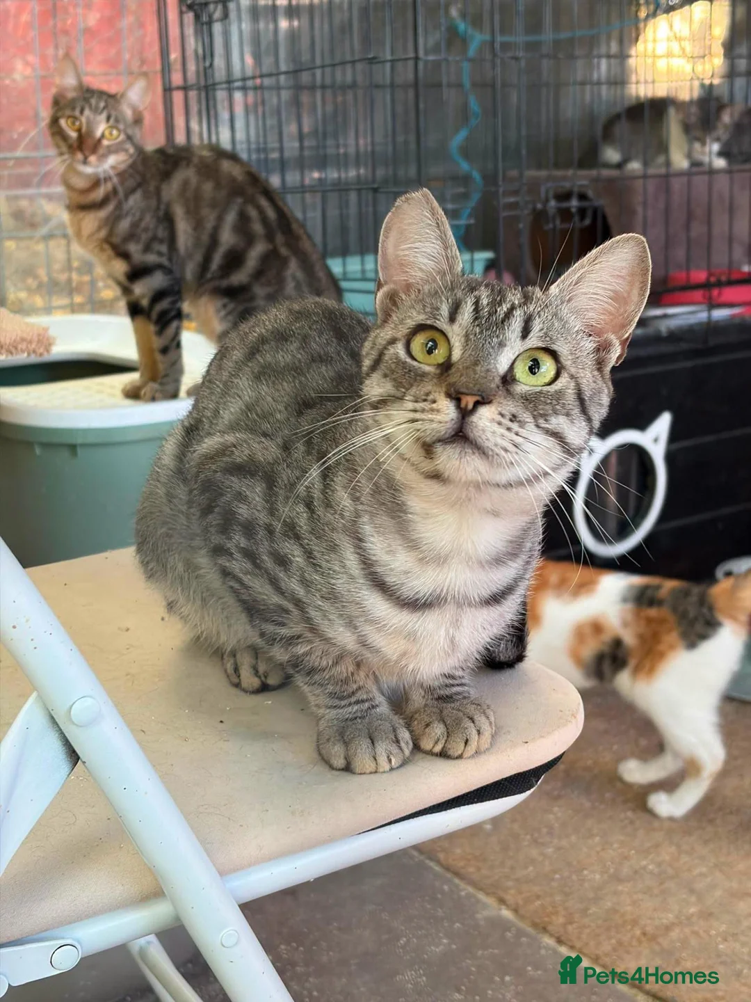 Mixed Breed cats for adoption: Gorgeous Britt is still figuring out the world. - Advert 3