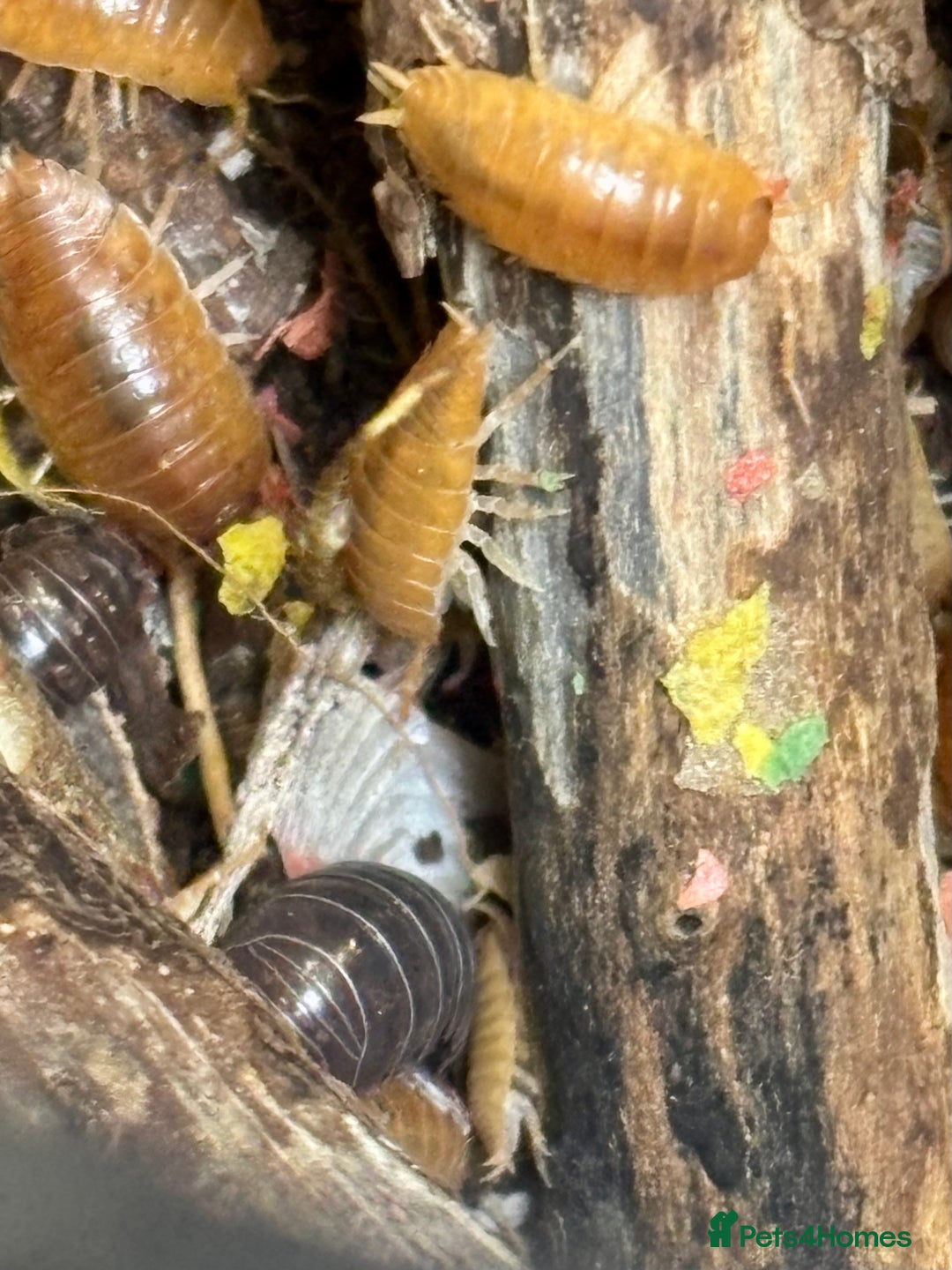 Isopods invertebrates for sale: Mixed types Isopods available Ridgeback Rollers  - Advert 22