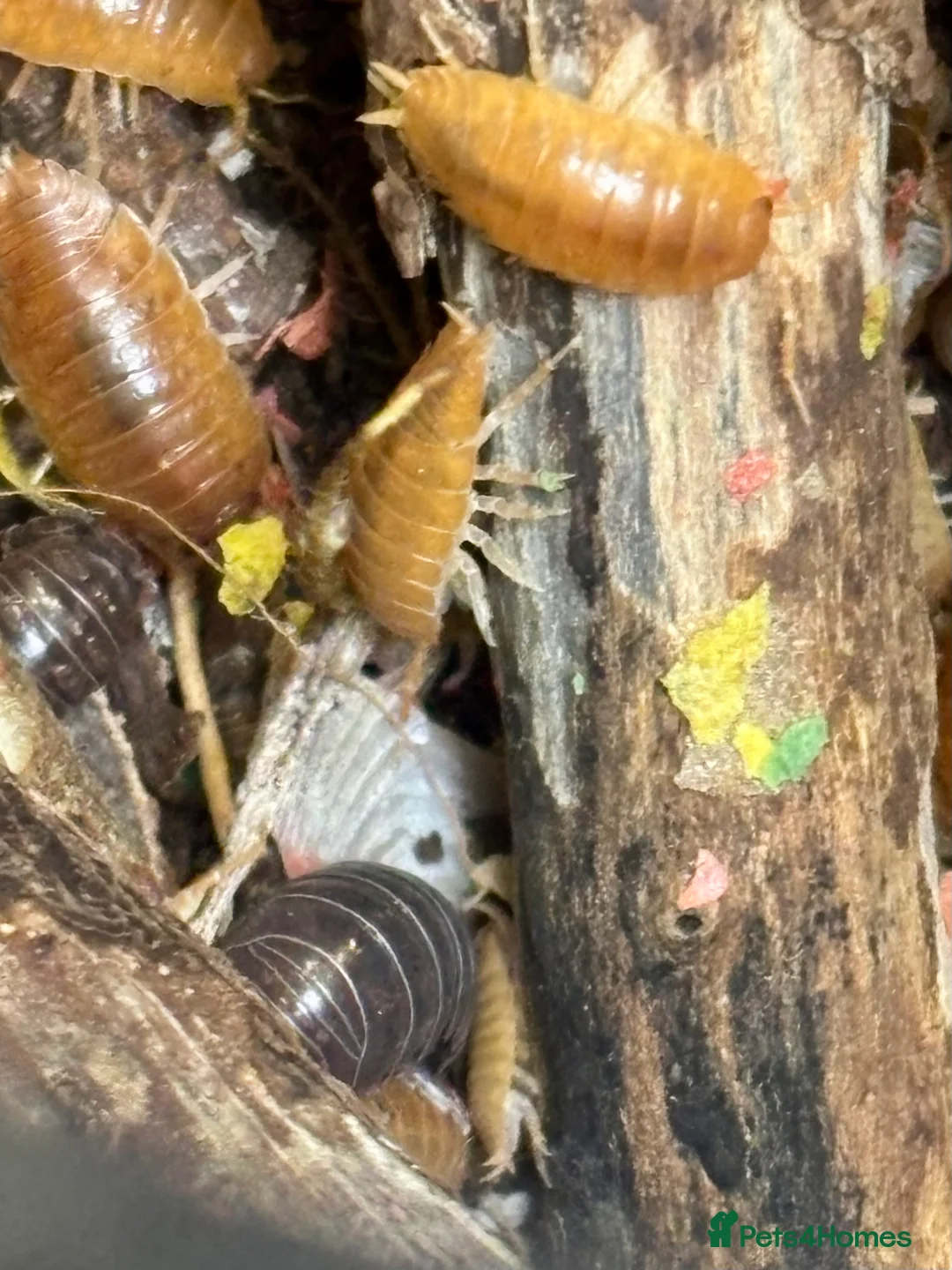 Isopods invertebrates for sale: Mixed types Isopods Orange Springtails  - Advert 22