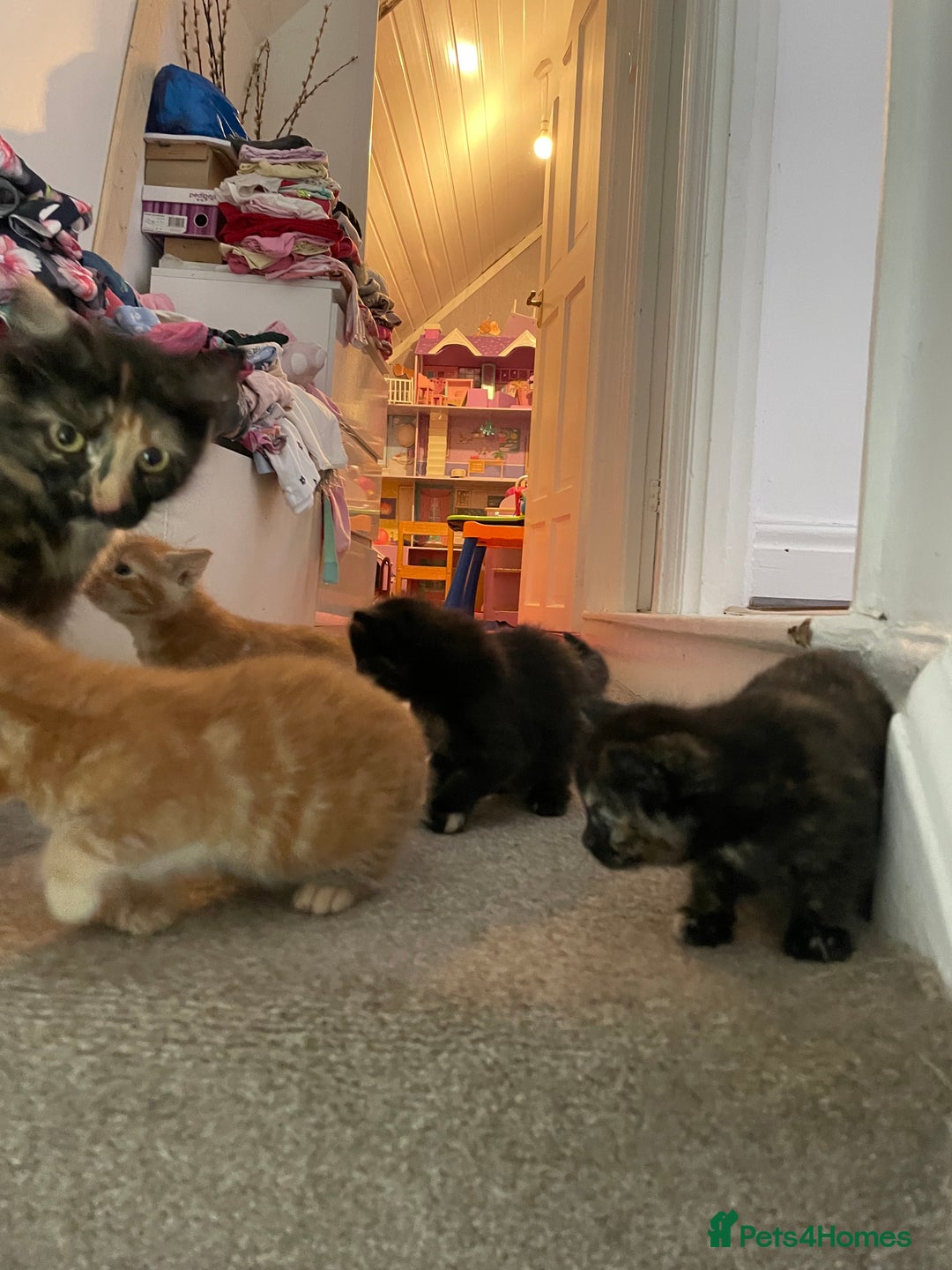Mixed Breed cats for sale: Beautiful little kittens - Image 21