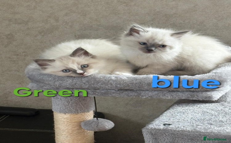 Ragdoll cats - Advert 9