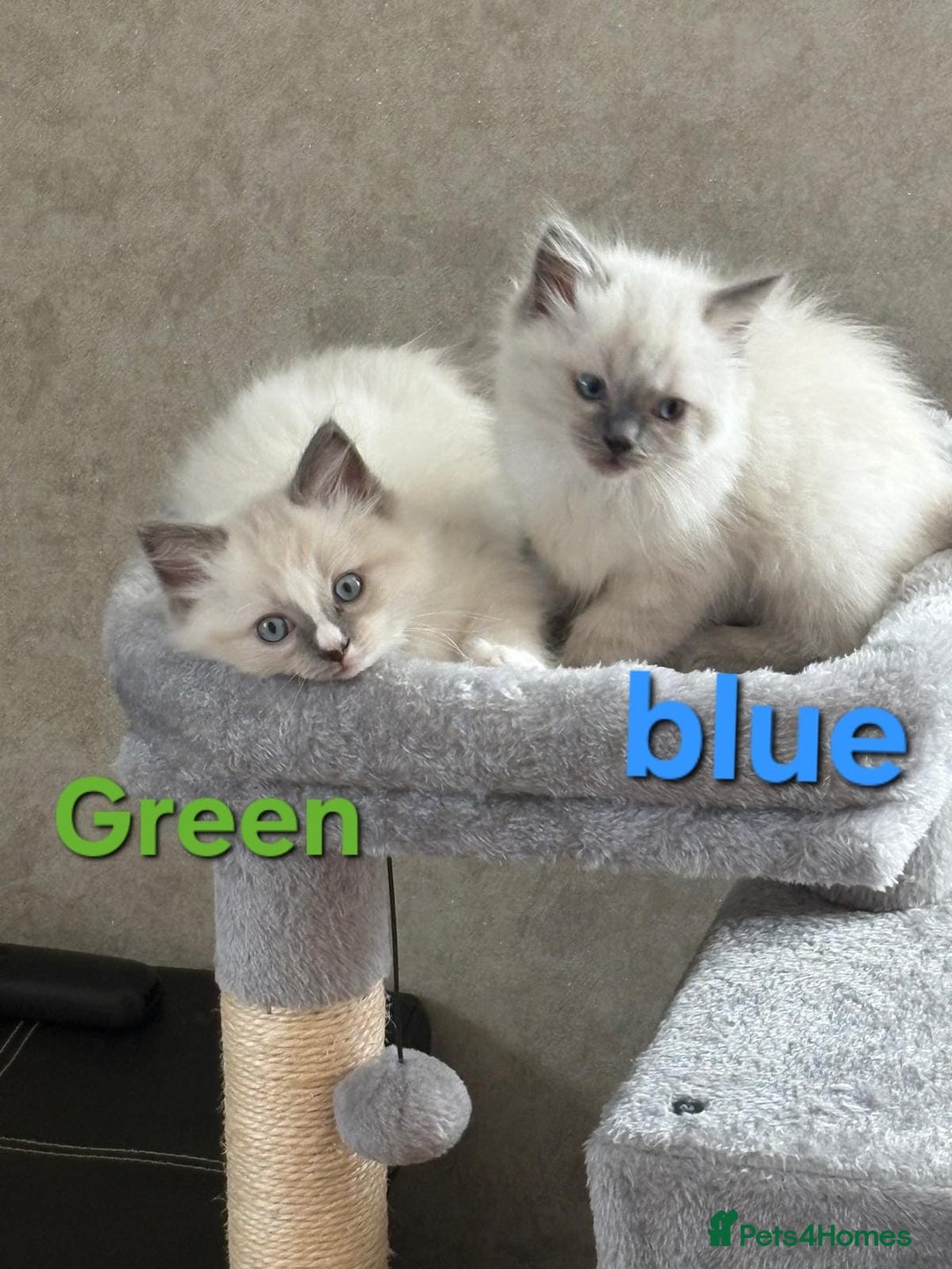 Ragdoll cats for sale: 2 male Blue point Ragdoll kittens available now - Image 1